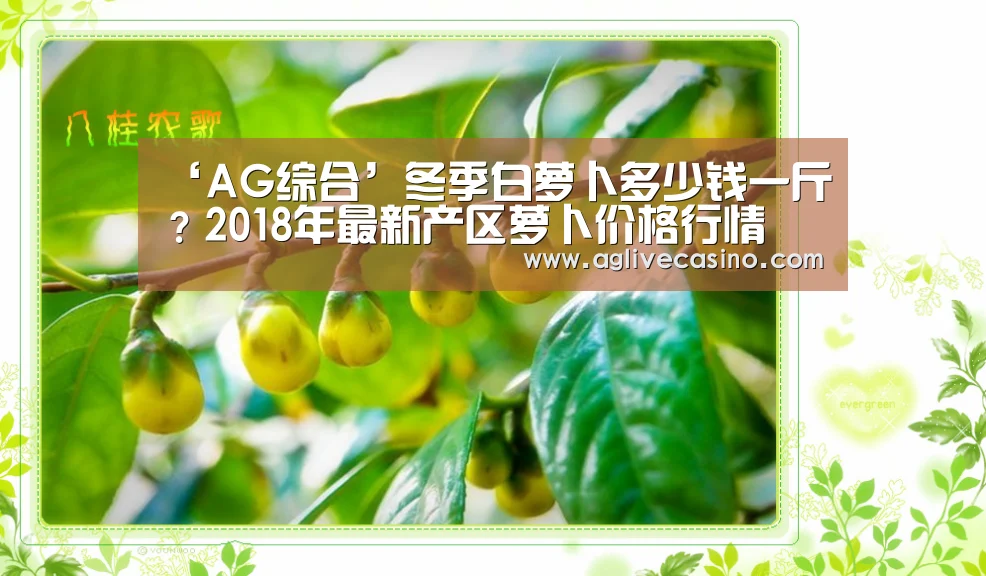 ‘AG综合’冬季白萝卜多少钱一斤?2018年最新产区萝卜价格行情(图1) AG棋牌
